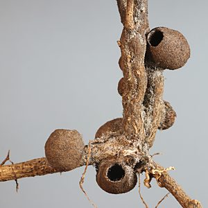 Ethonion corpulentum, PL2539, larval host plant,  Dillwynia glaberrima with hatched rhizome galls, SE